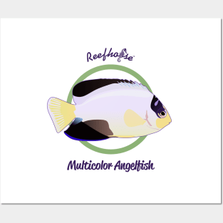 Multicolor Angelfish Posters and Art